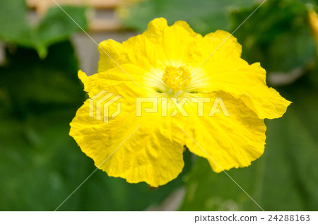 Loofah flowers 24288163