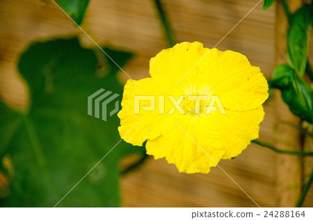 Loofah flowers 24288164