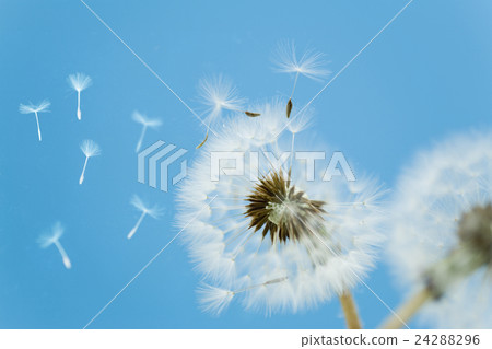 Dandelion's fluff 24288296