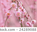 Seasonal early spring plum spring 24289088