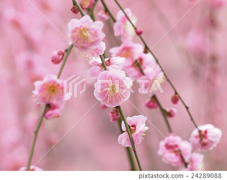 Seasonal early spring plum spring Seasonal early spring plum spring 24289088