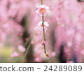 Four seasons spring early spring plum 24289089