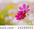 Seasons autumn Cosmos flowers 24289093