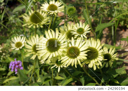 Echinacea (light green) 24290194
