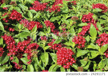 Pentas red Pentas red 24291171