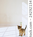 Abyssinian 24292134