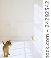 Abyssinians looking at flower pots 24292542