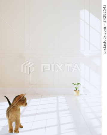 Abyssinians looking at flower pots 24292542