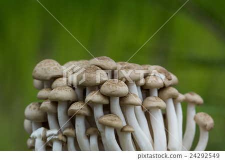 buna Shimeji mushrooms 24292549