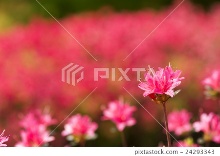 向上和模糊的深粉紅色脆脆的花朵 24293343