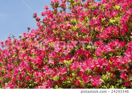 黑暗的桃紅色嘎吱咬嚼的花在藍天下 24293346