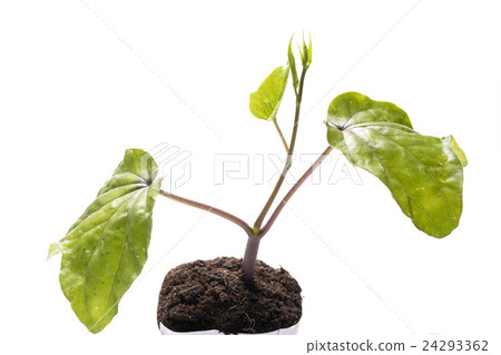 白背yolgao幼苗 24293362