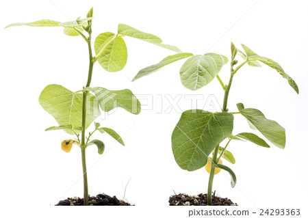 白背大豆庫存 24293363