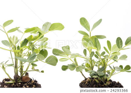 Peanut seedlings 24293366