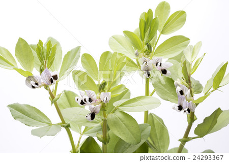 白色後面天空豆花 24293367