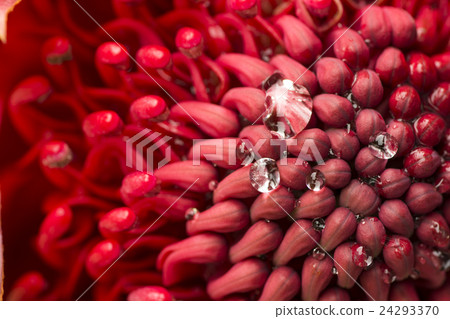 Up of tropical flowers and water drops 24293370