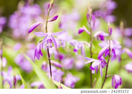 Purple orchid flower and blur 24293372