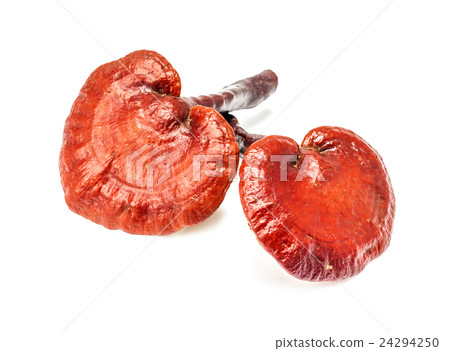ganoderma lucidum mushroom isolated on white 24294250