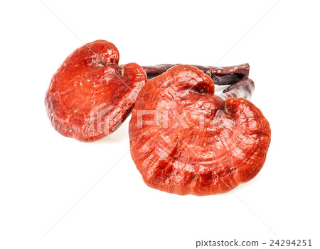 ganoderma lucidum mushroom isolated on white 24294251