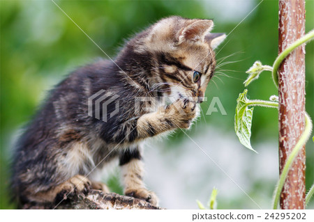 stripes  brown cute kitten sitting on a stump 24295202