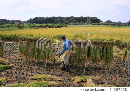 Scenery with rice drying Scenery with rice drying 24297968