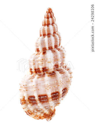 Sea shell isolated on white background 24298106