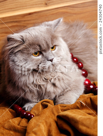 gray cat with yellow eyes isolated on a wooden gray cat with yellow eyes isolated on a wooden 24304740