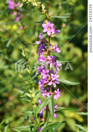 Lythrum 24310154