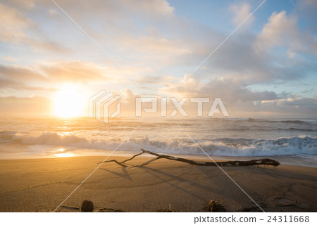 日出和漂流木風景的海岸[溫和的氣氛]千葉縣oshi子市木iga濱 24311668