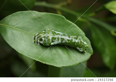 生物昆蟲長崎keigeha，幼蟲。據說它模仿了新鮮鳥類的糞便 24317298
