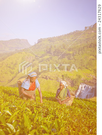 Sri Lankan Women Picking Tea Leaves 24317629
