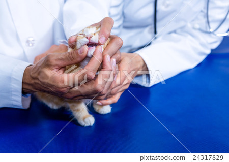 Vets opening the mouth of a cat 24317829