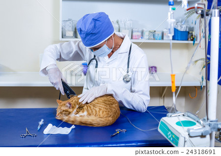 Vet with mask shaving a cat for a operation 24318691
