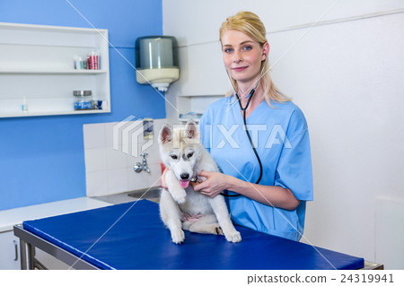A woman vet examining a dog A woman vet examining a dog 24319941