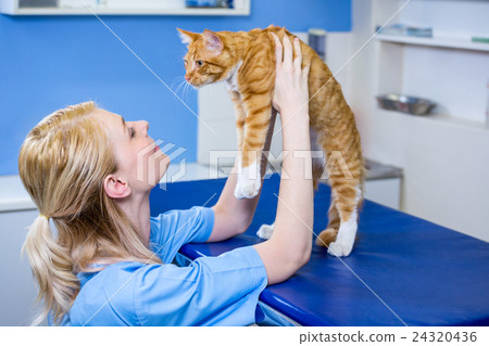 A woman vet bringing a cat A woman vet bringing a cat 24320436