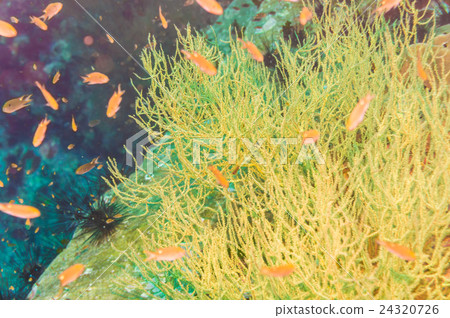Coral reef and fish underwater at pinnacle Coral reef and fish underwater at pinnacle 24320726