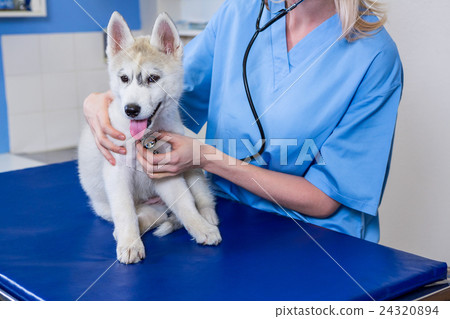 A woman vet examining a dog 24320894