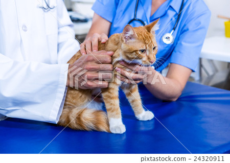 Focus on hands Vet which is holding a cat 24320911
