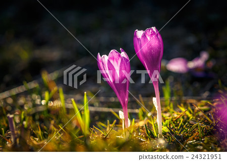 Two Blooming violet crocuses in mountains 24321951
