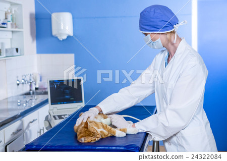 A woman vet doing a ultrasound scan to a kitten A woman vet doing a ultrasound scan to a kitten 24322084