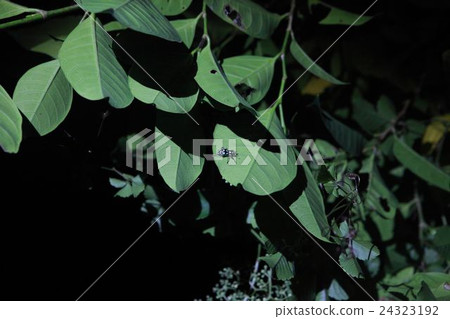 night ecological tour night ecological tour 24323192