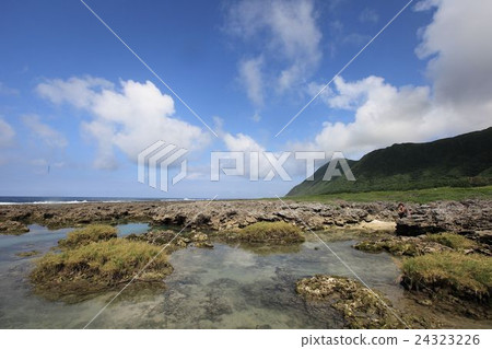 wild silver cold spring 24323226