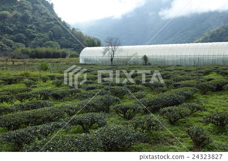 mountain tea gardon mountain tea gardon 24323827