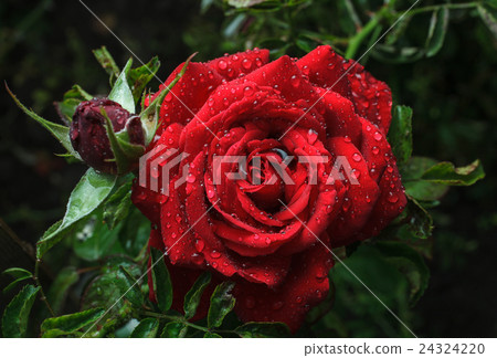 Garden red rose with dew drops 24324220