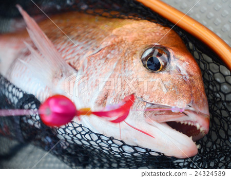 Wakayama · Kota's natural red sea bream Wakayama · Kota's natural red sea bream 24324589