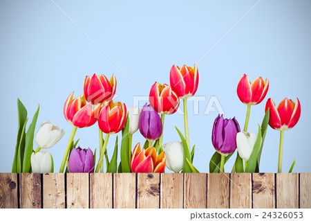 Composite image of flowers Composite image of flowers 24326053