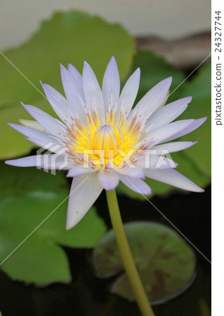 lotus beautiful lotus beautiful 24327744