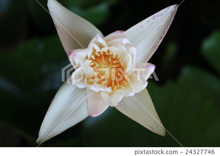lotus12 lotus12 24327746