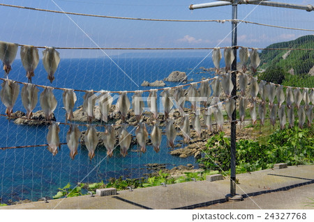 Dried squid squid in Happo Town Dried squid squid in Happo Town 24327768