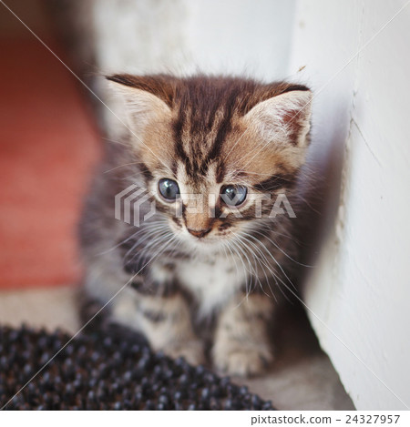 fanny kitten fanny kitten 24327957